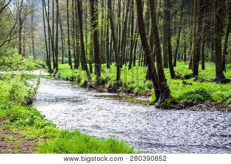 Valley Of Creek Rakovnicky Potok At Spring, Czech Republic