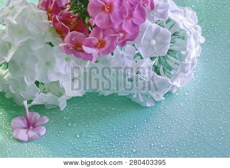 Pink And White Phlox Background Raindrops For Holiday Weddings Greetings Floral Botanical Flower.  C