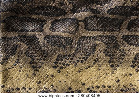 Genuine Leather Snake And Scales The View From The Top