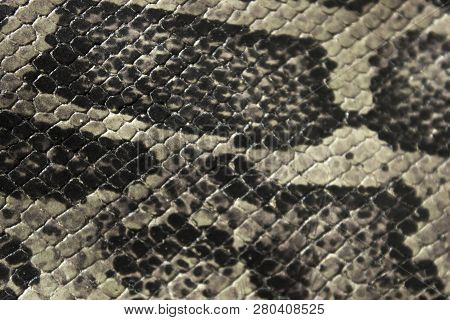 Genuine Leather Snake And Scales The View From The Top
