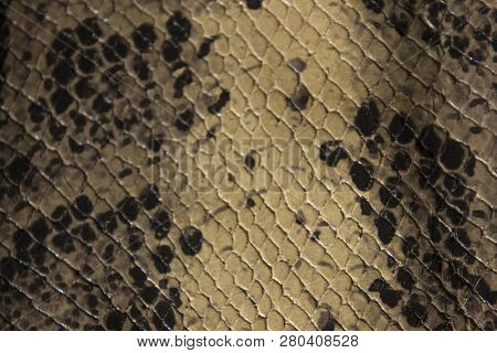 Genuine Leather Snake And Scales The View From The Top