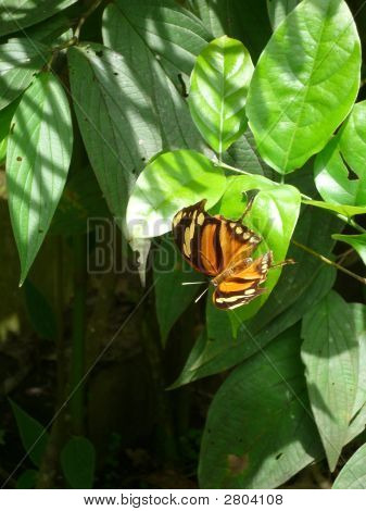 Costa Rican Butterfly