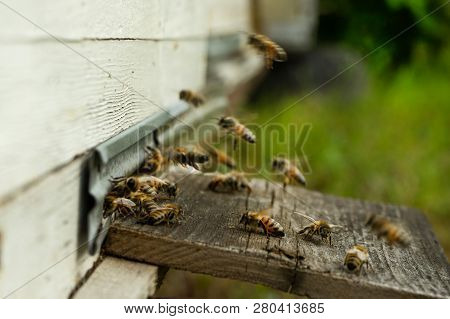 Bees Fly To The Hive And Carry Pollen One After The Other In Summer Days