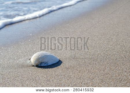 A White Shell Rests On The Sand At The Edge Of The Sea
