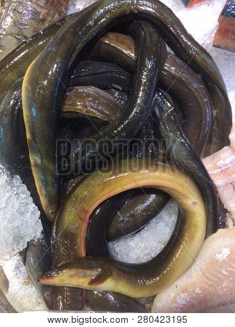 The Fresh River Lamprey In The Fish Market