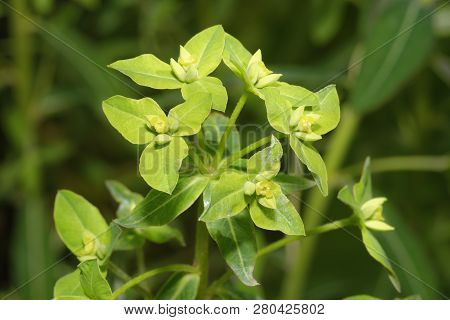 Peking Spurge - Euphorbia Pekinensis 
From China