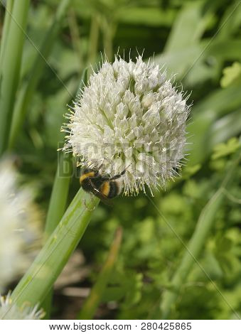 Welsh Or Spring Onions - Allium Fistulosum  With Buff-tailed Bumblebee - Bombus Terrestris
