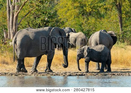 Majestic African Elephant With Calf Baby On Waterhole In Moremi Game Reserve Botswana, Africa Safari