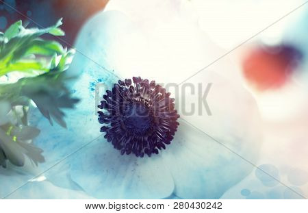 Macro Blue Anemona Blossom On White Background With Backlight