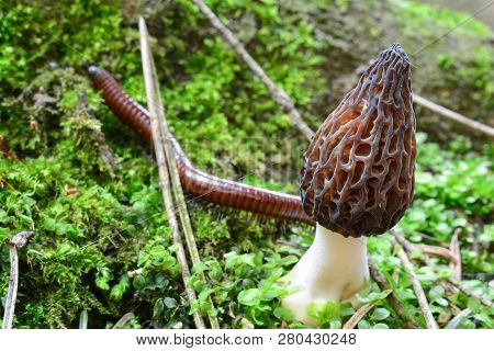 Morchella Conica Or Black Morel Mushroom In Foreground And Big Forest Millipede In Background, Out O