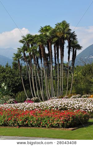 Magnifique paysage tranquil. Parc Villa Taranto, les fleurs rouges, jaunes et blanches aux couleurs vives et les palmiers