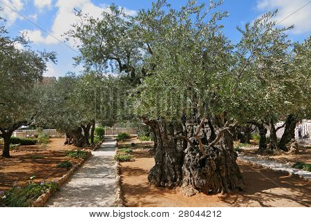 Den store by Jerusalem. Have Gethsemane.Thousand årets oliven træer