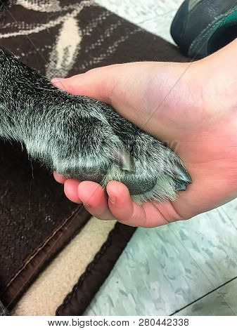 A Childs Last Moment With A Dog At The Vet Before It Is Put Down