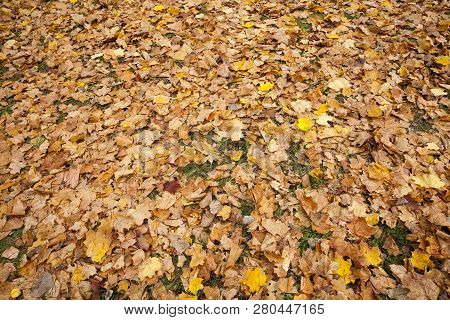 Dull Maple Leaves Falling To The Ground After Leaf Fall, Cloudy Weather In Nature, View Without Tree
