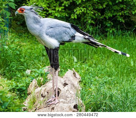 Secretary Bird Sagittarius Serpentarius In Prague Zoo