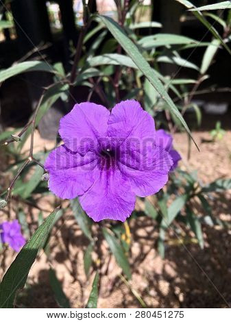 Fresh Purple Flower, Close Up Purple Flower