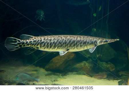 Single Arapaima gigas fish, also known as pirarucu, an endangered specie