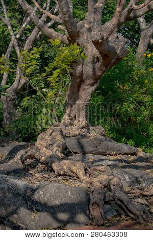 Tree Root Splitting Apart The Rock. Plant Roots Grow Down Into The Rock And It Can Break Down. The R