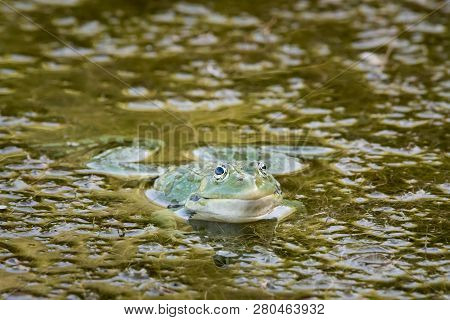 A Water Frog (rana Ridibunda) Resting Near A Small Pond On A Sunny Day, Croatia