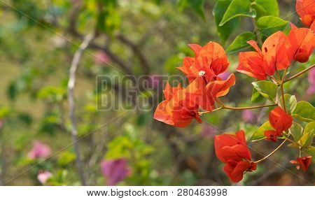 Closeup Group Of Red Orange Bougainvillea Flowers Isolated On Nature Background