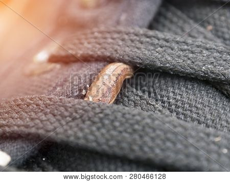 Land Leeches Or Slug (haemadipsa Sylvestris) Is Moving On My Shoe