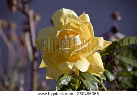 This Is A Close Up Of A Lovely Yellow Rose