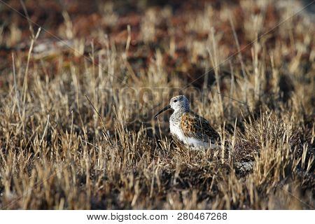 Dunlin (calidris Alpina), A Medium Sized Sandpiper And Shorebird Standing Standing Among Arctic Gras