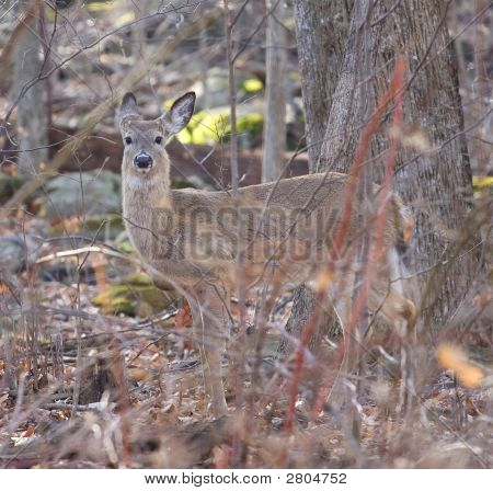 จมูกใหญ่