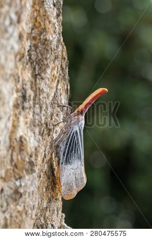Lantern Bug Is A Insect On Tree Fruits At Sabah, Borneo. Also Is A Rare Species Bug In Sabah, Borneo