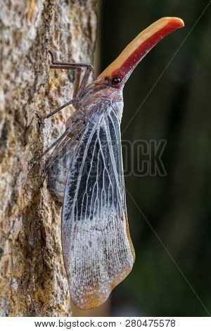 Lantern Bug Is A Insect On Tree Fruits At Sabah, Borneo. Also Is A Rare Species Bug In Sabah, Borneo