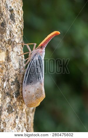 Lantern Bug Is A Insect On Tree Fruits At Sabah, Borneo. Also Is A Rare Species Bug In Sabah, Borneo