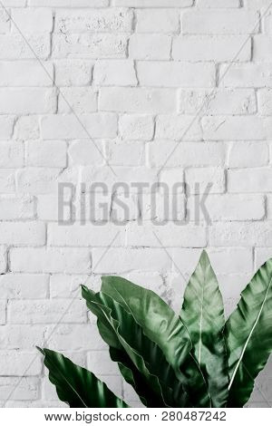 Bird's-nest fern on white brick wall