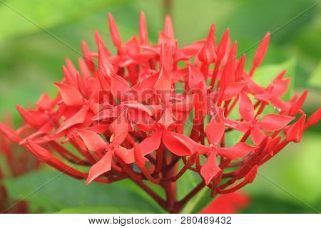 Chinese Ixora(jungle Flame,jungle Geranium,flame Of The Woods,dwarf Ixora) Flower,close-up Of Red Fl