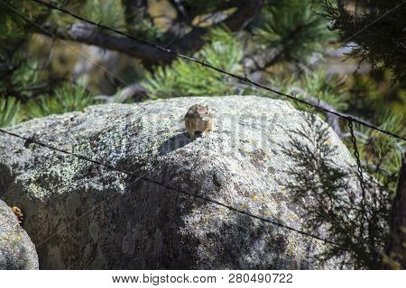 Brown Chipmunk On A Rock On A Sunny Day