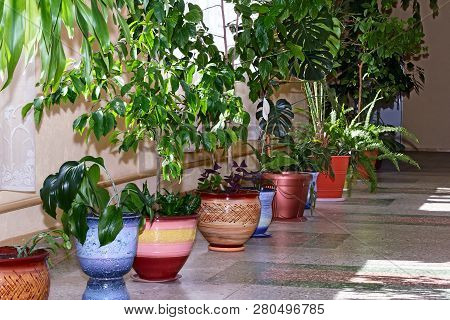 A Variety Of Indoor Plants In Beautiful Pots.