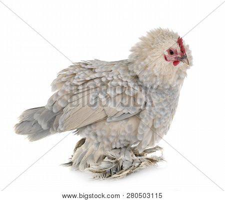 Dutch Booted Bantam In Front Of White Background