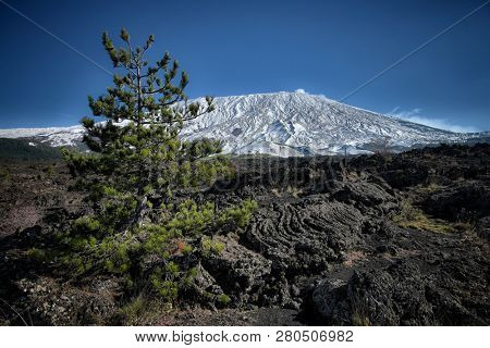 cooled lava flow ropy surface and pine tree, on background winter Etna Mount, Sicily