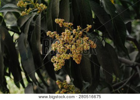 Raw Mango Inflorescence. Before Bearing A Fruit