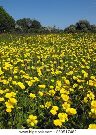 Buttercup Meadow (ranunculus Repens), Cosmeston, Sully, South Wales