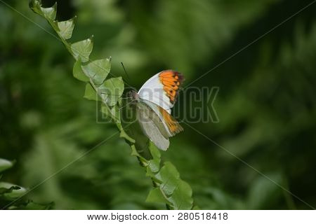 Lush Green Garden With A Pretty Orange Tip Butterfly.