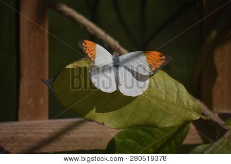Very Pretty Orange Tip Butterfly In The Sun.