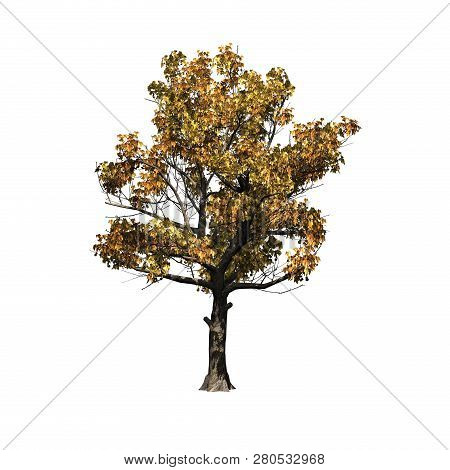 American Sycamore Tree In Autumn - Isolated On White Background - 3d Illustration