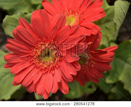 Close Up Beautiful Indian Calendula Officinalis, Pot Marigold, Rubbles, Common Marigold Or Scotch Ma
