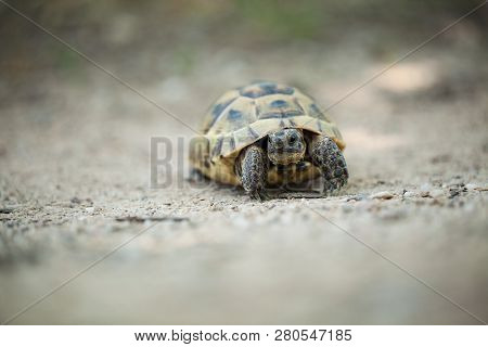 Testudo Graeca. The Wild Nature Of Bulgaria. Free Nature. A Beautiful Picture Of Nature. Rhodopes. T