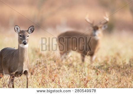 A White-tailed Doe In The Foreground With Large Buck Background In Meadow In Smoky Mountains Nationa
