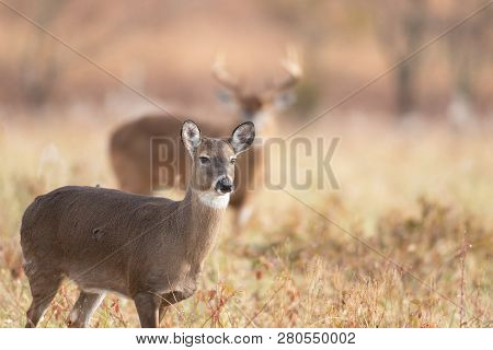A White-tailed Doe In The Foreground With Large Buck Background In Meadow In Smoky Mountains Nationa