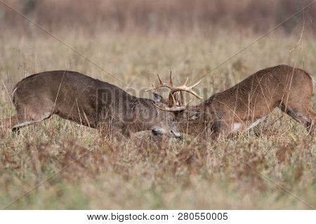 Two White-tailed Deer Bucks Sparring