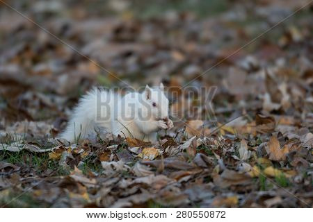 A White Squirrel In The Trees In Olney Community Park In Olney, Illinois.