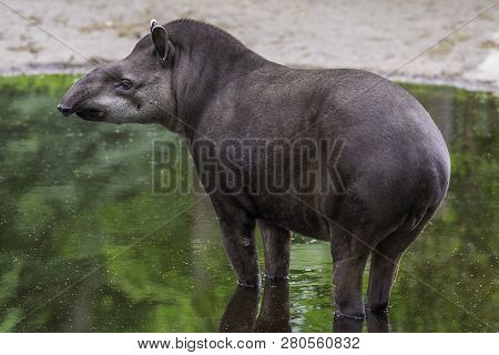 Baby Tapir Standing In The Puddle With Mirrored Reflection