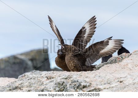 Two Scuas In The Nest On The Beach In Antarctica